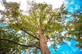 Best Storm Damage Tree Cleanup  in Westmorland, CA