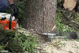 Best Tree Removal  in Westmorland, CA