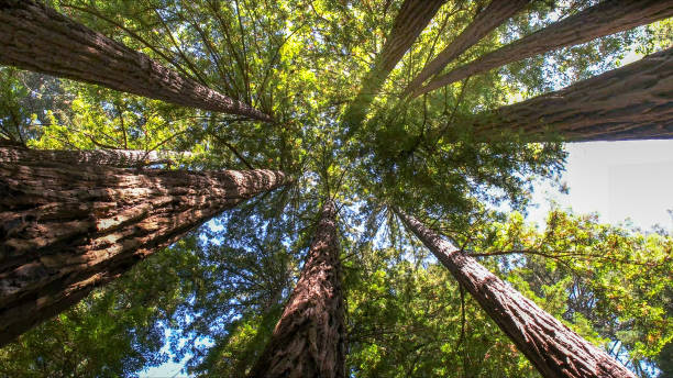 Best Tree Health Inspection  in Westmorland, CA
