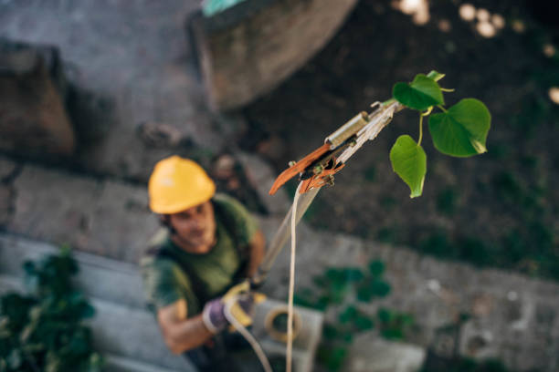 How Our Tree Care Process Works  in  Westmorland, CA
