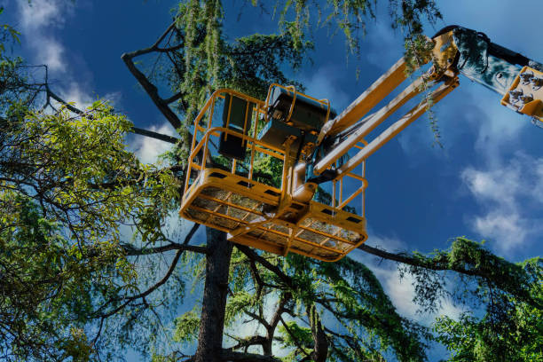 Best Root Management and Removal  in Westmorland, CA