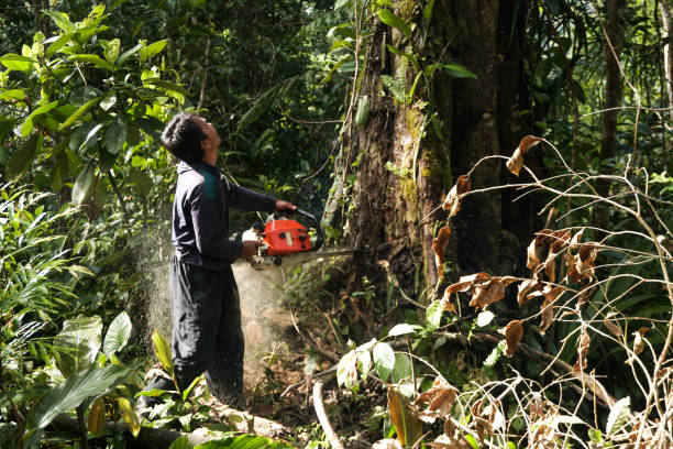 Best Arborist Consultation Services  in Westmorland, CA