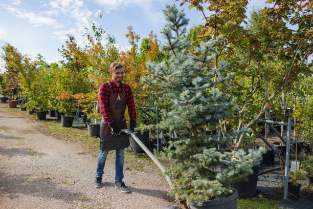  Westmorland, CA Tree Services Pros