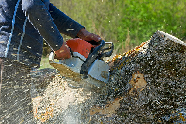 Best Utility Line Clearance  in Westmorland, CA