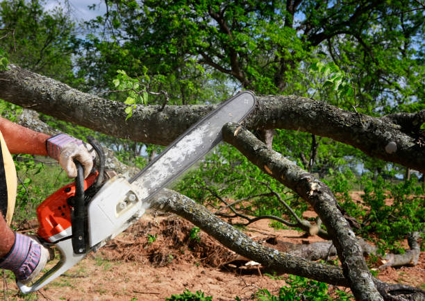 Best Seasonal Cleanup (Spring/Fall)  in Westmorland, CA