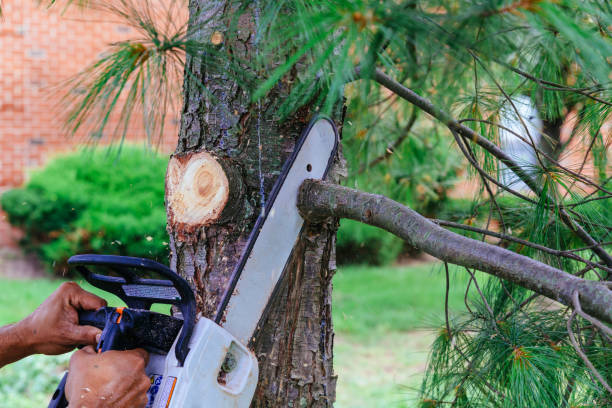 Best Hedge Trimming  in Westmorland, CA
